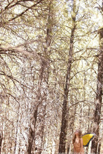 Forest Butterfl 09